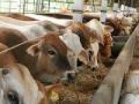 Tahun Depan, 900 Sapi di Pekanbaru Wajib Bunting